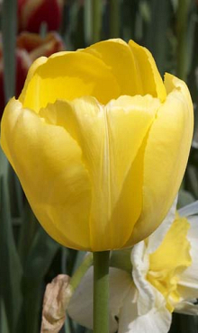 TULIPA NOVI SUN