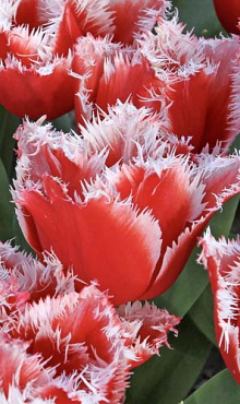 TULIPA NEW SANTA