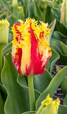 TULIPA PHANTOM