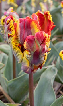 TULIPA RASTA PARROT