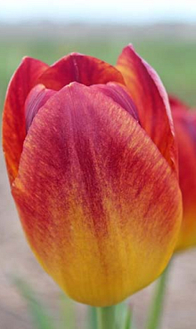 TULIPA AMBERGLOW