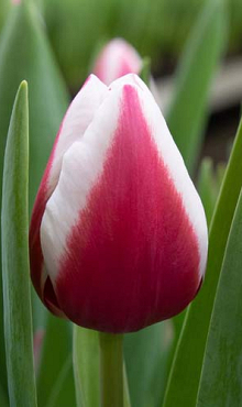 TULIPA CROSSOVER