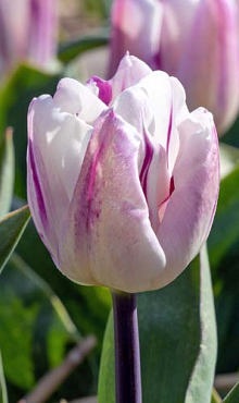 TULIPA FLAMING FLAG