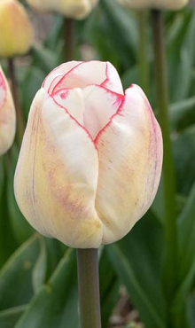 TULIPA HUGS AND KISSES