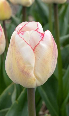 TULIPA HUGS AND KISSES