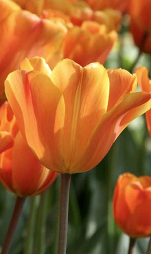 TULIPA JIMMY