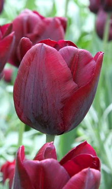 TULIPA RONALDO