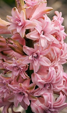 HYACINTHUS SPRING BEAUTY