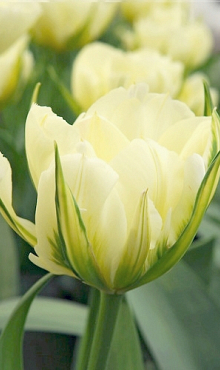 TULIPA WHITE VALLEY