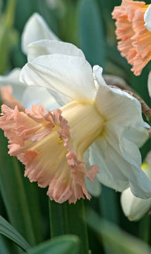 NARCISSUS BRITISH GAMBLE