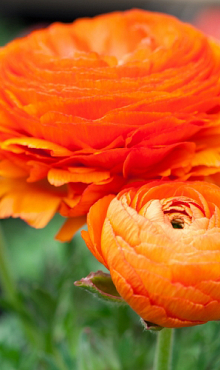 X 100 RANUNCULUS ORANJE 6/7