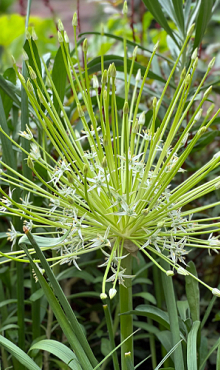 ALLIUM ARCTIC SNOW