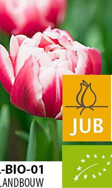 TULIPA COLUMBUS BIOLOGISCH