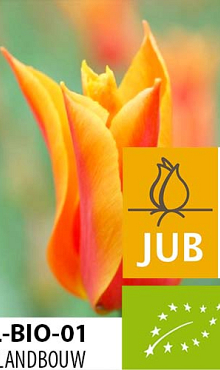 TULIPA BALLERINA BIOLOGISCH