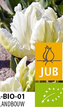 TULIPA WHITE REBEL BIOLOGISCH