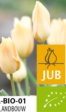 TULIPA BATALINII BRONZE CHARM BIOLOGISCH
