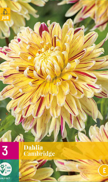 X 3 DAHLIA CAMBRIDGE I