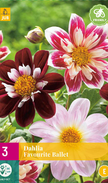 X 3 DAHLIA FAVOURITE BALLET I