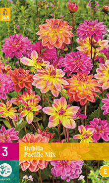 X 3 DAHLIA PACIFIC MIX I