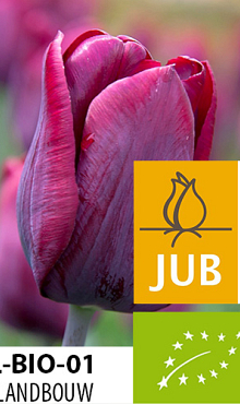 TULIPA RONALDO BIOLOGISCH