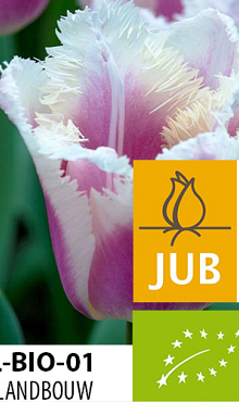 TULIPA SIESTA BIOLOGISCH