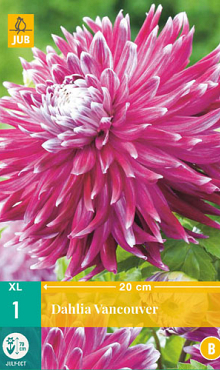 X 1 DAHLIA VANCOUVER I