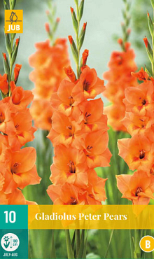 X 10 GLADIOLUS PETER PEARS 12/14