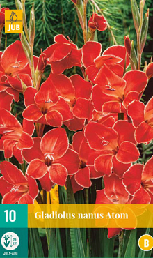 X 10 GLADIOLUS ATOM 8/9