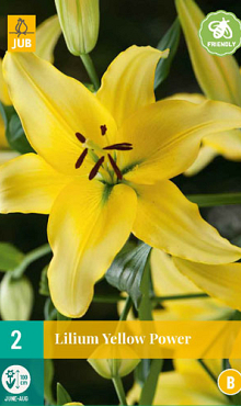 X 2 LILIUM YELLOW POWER 14/16