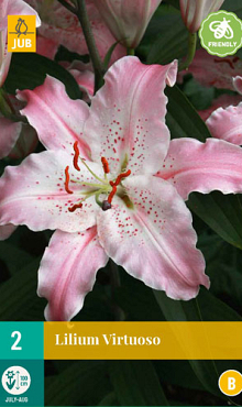 X 2 LILIUM VIRTUOSO 14/16 | JUB Holland