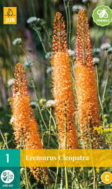 X   1 EREMURUS CLEOPATRA I
