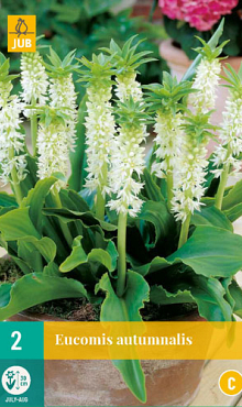 X   2 EUCOMIS AUTUMNALIS 14/16