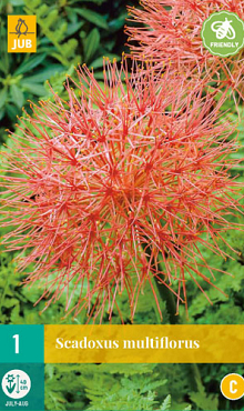 X   1 SCADOXUS MULTIFLORUS 16/18