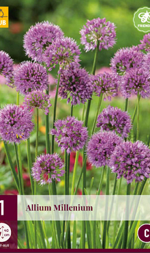 X 1 ALLIUM MILLENIUM I