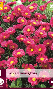 X 1 ASTER DUMOSUS JENNY I