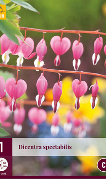 X 1 DICENTRA SPECTABILIS 2/3