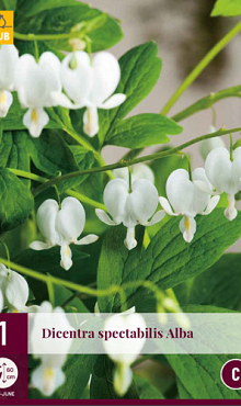 X 1 DICENTRA SPECTABILIS ALBA  2/3