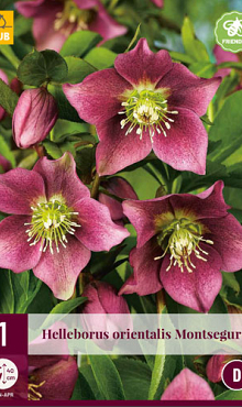 X 1 HELLEBORUS ORIENTALIS MONTSEGUR I
