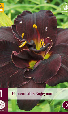 X 1 HEMEROCALLIS BOGEYMAN I