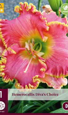 X 1 HEMEROCALLIS DIVAS CHOICE I