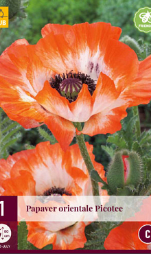 X 1 PAPAVER PICOTEE I