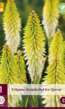 X 1 TRITOMA (KNIPHOFIA) ICE QUEEN I