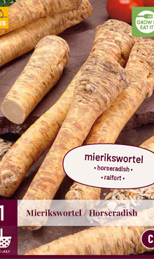 X 1 ARMORACIA RUSTICANA / MIERIKSWORTEL I