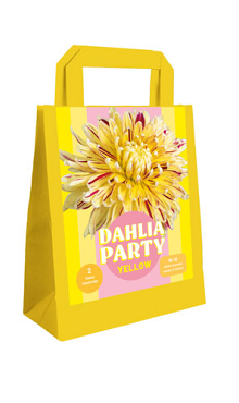 X 1 TAS 2 DAHLIA PARTY YELLOW I