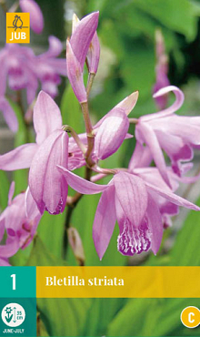 X   1 BLETILLA STRIATA I