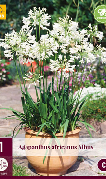 X 1 AGAPANTHUS AFRICANUS ALBUS 1/2