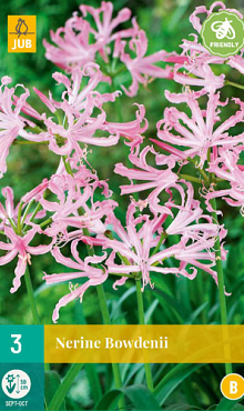 X   3 NERINE BOWDENII 12/14