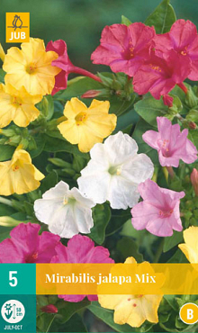 X   5 MIRABILIS JALAPA MIX II