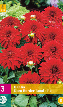 X 3 DAHLIA DECO BORDER ROOD I