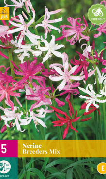 X 5 NERINE BREEDERS MIX 12/+